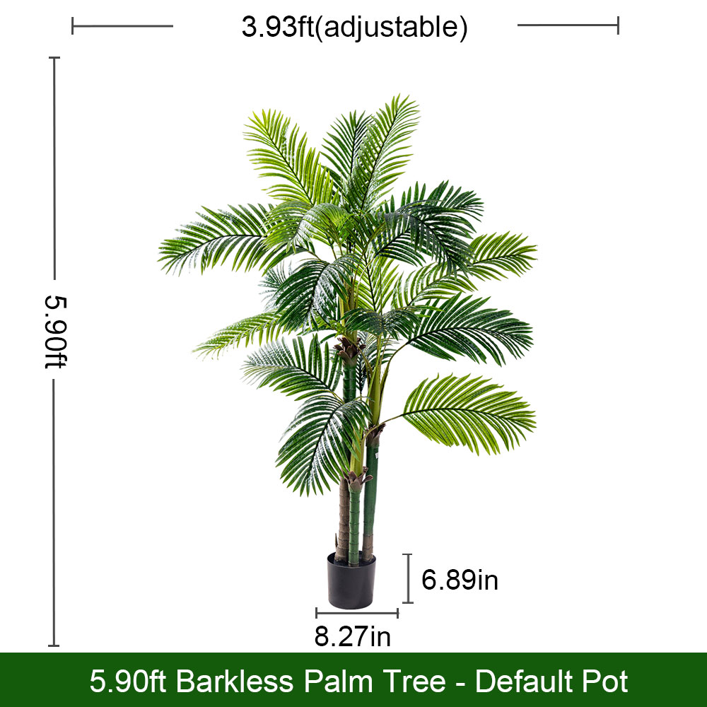 Livistona Chinensis(without bark)